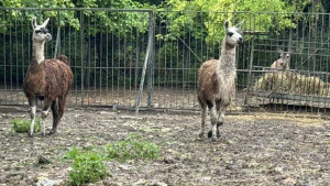 Двойка лами са новите обитатели на зоопарк „Кайлъка“ 