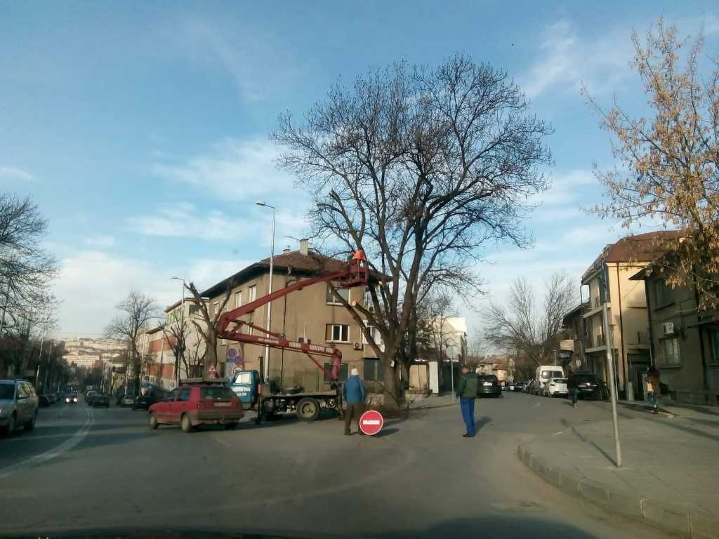 Продължава превантивната резитба на дървета