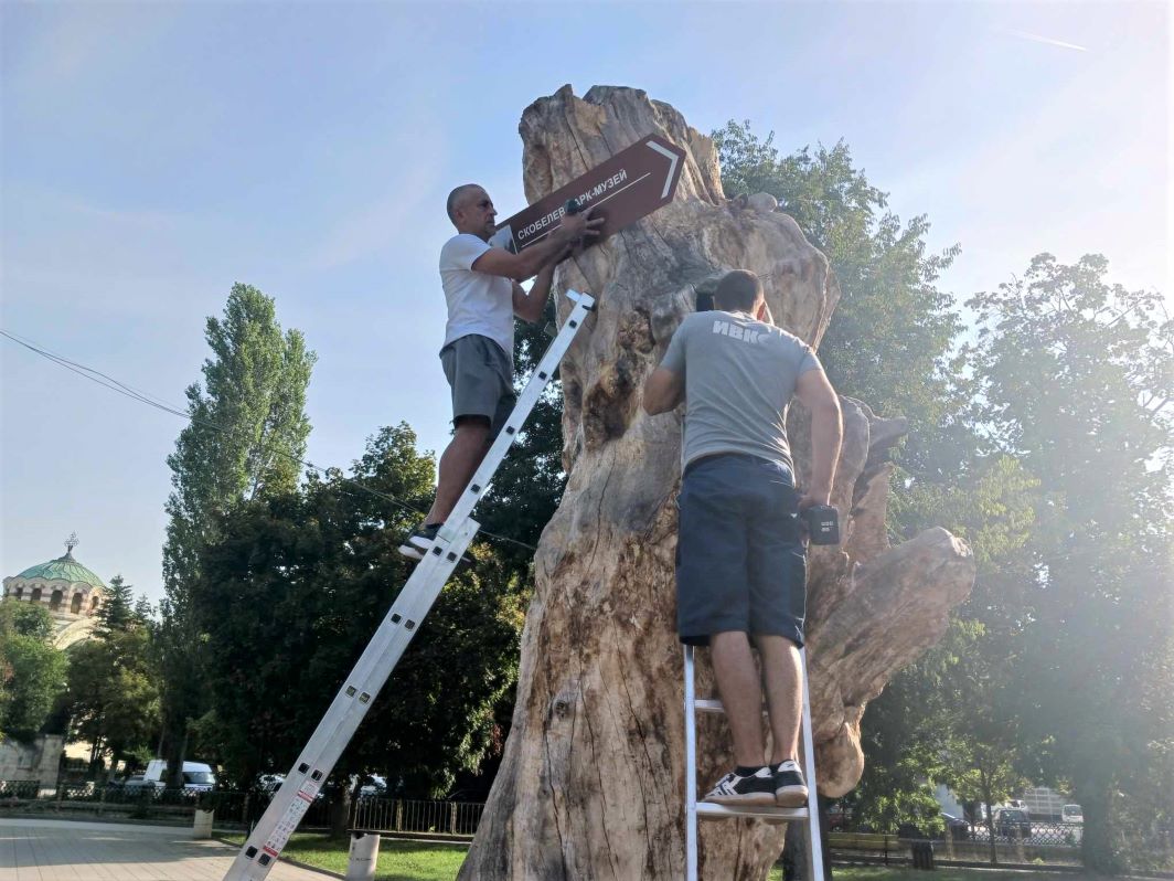 Вековно дърво в Плевен ще указва историческите и културни забележителности
