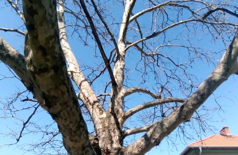 Временно се ограничава движението по част от ул. „Хаджи Димитър”…
