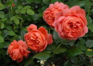 Зацветяват в Плевен и общината с 20 000 розови храста, осигурени от дарител