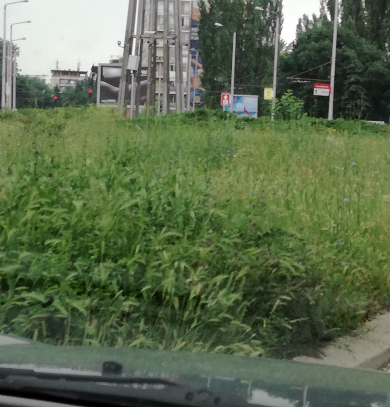 Кметът лично провери дейностите по косенето на треви в града